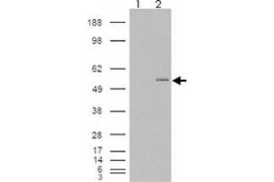 293 overexpressing GCNT3 and probed with GCNT3 polyclonal antibody  (mock transfection in first lane), tested by Origene. (GCNT3 antibody  (AA 410-422))