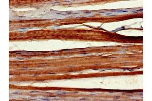 Immunohistochemistry of paraffin-embedded human skeletal muscle tissue using ABIN7166291 at dilution of 1:100 (Protein Wnt-1 (WNT1.L) (AA 160-372) antibody)