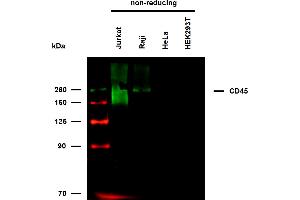 Anti-Hu CD45 Biotin (clone MEM-28) works in WB application under non-reducing conditions. (CD45 antibody  (Biotin))