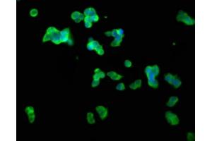 Immunofluorescence staining of 293T cells with ABIN7147493 at 1:100, counter-stained with DAPI. (CLN5 antibody  (AA 42-181))