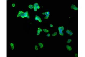 Immunofluorescence staining of 293T cells with ABIN7147493 at 1:100, counter-stained with DAPI.