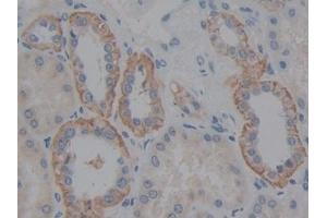 Detection of FBLN5 in Human Kidney Tissue using Polyclonal Antibody to Fibulin 5 (FBLN5) (Fibulin 5 antibody  (AA 99-205))