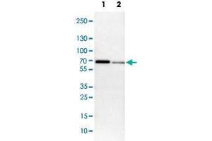 Western Blot analysis of Lane 1: NIH-3T3 cell lysate (mouse embryonic fibroblast cells) and Lane 2: NBT-II cell lysate (Wistar rat bladder tumor cells) with MEF2D polyclonal antibody . (MEF2D antibody)