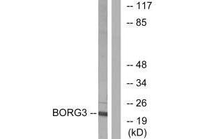 Western blot analysis of extracts from Jurkat cells, using BORG3 antibody.