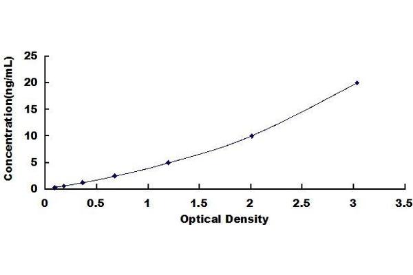 CAMKII gamma ELISA Kit