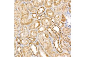 Immunohistochemistry of paraffin-embedded rat spleen using  Rabbit pAb (ABIN3021090, ABIN3021091, ABIN3021092 and ABIN6213948) at dilution of 1:50 (40x lens). (ATG7 antibody  (AA 500-676))