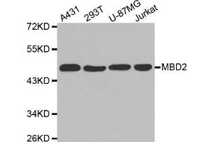Western blot analysis of extracts of various cell lines, using MBD2 antibody. (MBD2 antibody  (AA 202-411))