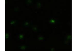Immunofluorescent staining of HeLa cells using anti-MAPK8 mouse monoclonal antibody (ABIN2452378). (JNK antibody  (AA 1-384))