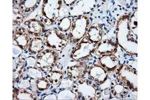 Immunohistochemical staining of paraffin-embedded Kidney tissue using anti-SRRmouse monoclonal antibody.