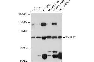 Western blot analysis of extracts of various cell lines, using SMURF2 Rabbit mAb (ABIN1680578, ABIN3015927, ABIN3015928 and ABIN7101462) at 1:1000 dilution. (SMURF2 antibody)