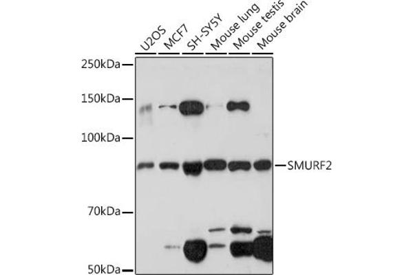 SMURF2 Antikörper