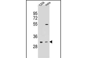 OR5L2 Antibody (N-term) (ABIN655018 and ABIN2844650) western blot analysis in CEM,Hela cell line lysates (35 μg/lane). (OR5L2 antibody  (N-Term))