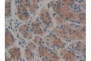 DAB staining on IHC-P; Samples: Human Stomach Tissue (Thrombopoietin antibody  (AA 25-298))