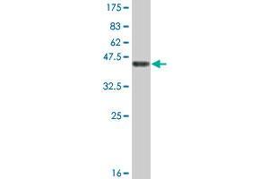 Western Blot detection against Immunogen (46. (RBBP9 antibody  (AA 1-186))
