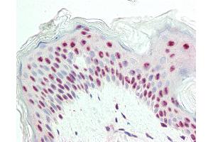 Anti-Proliferation Marker IPO-38 antibody IHC staining of human skin. (Proliferation Marker antibody)