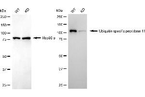 Western blotting analysis using ubiquitin specific peptidase 11 antibody (ABIN7800725). (Recombinant USP11 antibody)