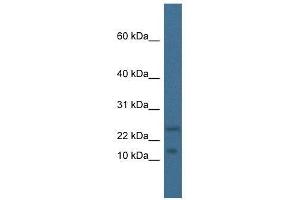Western Blot showing Mafk antibody used at a concentration of 1. (MAFK antibody  (N-Term))