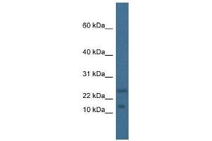 Western Blot showing Mafk antibody used at a concentration of 1. (MAFK antibody  (N-Term))