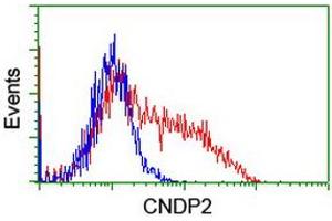 HEK293T cells transfected with either RC200120 overexpress plasmid (Red) or empty vector control plasmid (Blue) were immunostained by anti-CNDP2 antibody (ABIN2454773), and then analyzed by flow cytometry. (CNDP2 antibody)