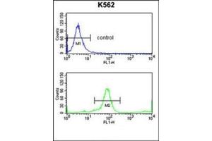 Flow cytometry analysis of K562 cells using KIR3DL3 Antibody (Center) Cat. (KIR3DL3 antibody  (Middle Region))