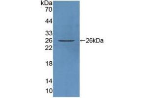 Western blot analysis of recombinant Human FAM3C. (FAM3C antibody  (AA 25-227))