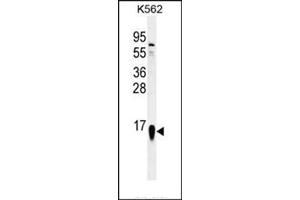 Western blot analysis in K562 cell line lysates (35 ug/lane) using RPS19 Antibody (Center) Cat. (RPS19 antibody  (Middle Region))