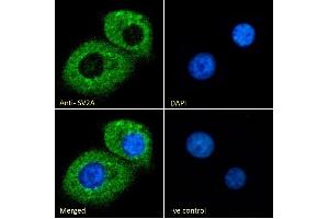 (ABIN185715) Immunofluorescence analysis of paraformaldehyde fixed KNRK cells, permeabilized with 0. (SV2A antibody  (Internal Region))