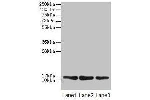 Western blot All lanes: MRPL14 antibody at 2 μg/mL Lane 1: Hela whole cell lysate Lane 2: HepG2 whole cell lysate Lane 3: Mouse liver tissue Secondary Goat polyclonal to rabbit IgG at 1/10000 dilution Predicted band size: 16 kDa Observed band size: 16 kDa (MRPL14 antibody  (AA 1-145))