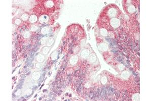 Anti-SGPL1 antibody IHC staining of human small intestine. (SGPL1 antibody  (AA 72-101))