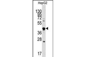 Western blot analysis of anti-GDF3 Antibody (Center) (ABIN388819 and ABIN2839137) in HepG2 cell line lysates (35 μg/lane). (GDF3 antibody  (AA 170-197))