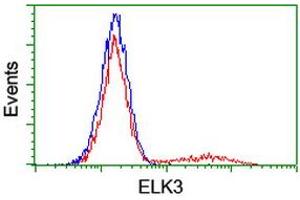 Image no. 2 for anti-ELK3, ETS-Domain Protein (SRF Accessory Protein 2) (ELK3) antibody (ABIN1498006) (ELK3 antibody)