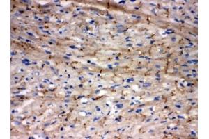 IHC-F testing of rat heart tissue (Connexin 43/GJA1 antibody  (AA 351-367))