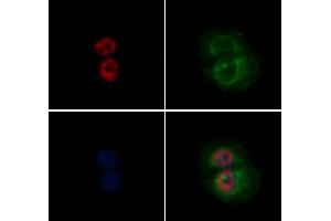 ABIN6265926 and ABIN6272455 staining Hela by IF/ICC. (USP36 antibody  (Internal Region))