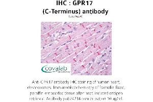 Image no. 1 for anti-G Protein-Coupled Receptor 17 (GPR17) (C-Term) antibody (ABIN1734988) (GPR17 antibody  (C-Term))