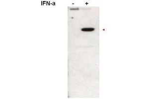 Western blot using  affinity purified anti-Stat2pY690 antibody shows detection of Stat2pY690 protein (arrowhead) in Jurkat cells without (left lane) and with (right lane) 1000U/mL of IFN-a for 15 min at 37oC. (STAT2 antibody  (Internal Region, pTyr690))