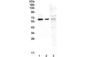 Western blot testing of 1) rat kidney, 2) mouse kidney and 3) human MDA-MB-231 lysate with COBRA1 antibody at 0. (COBRA1 antibody  (AA 1-252))