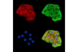 ABIN7096517 and ABIN7100581 staining Hela cells by IF/ICC. (FAM26F antibody)