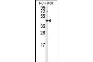 Western blot analysis of anti-RMND5B Antibody (C-term) (ABIN389298 and ABIN2839418) in NCI- cell line lysates (35 μg/lane).