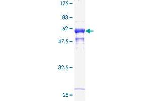 Cathepsin B Protein (CTSB) (AA 21-339) (GST tag)