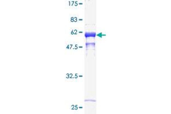 Cathepsin B Protein (CTSB) (AA 21-339) (GST tag)
