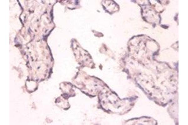 PKMYT1 antibody  (AA 900-1101)