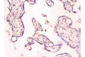 Immunohistochemistry of paraffin-embedded human placenta tissue using ABIN7159368 at dilution of 1:100
