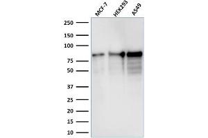Western Blot Analysis of MCF-7, HEK-293, A549 lysate using MCM7 Mouse Monoclonal Antibody (MCM7/1467). (MCM7 antibody  (AA 195-319))