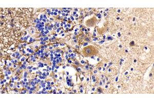 Detection of CYCS in Human Cerebellum Tissue using Monoclonal Antibody to Cytochrome C (CYCS) (Cytochrome C antibody  (AA 5-100))