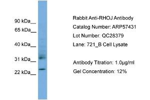 WB Suggested Anti-RHOJ  Antibody Titration: 0.