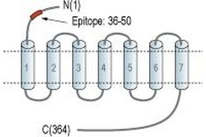 Representative domain view of the target of ABIN7043311.