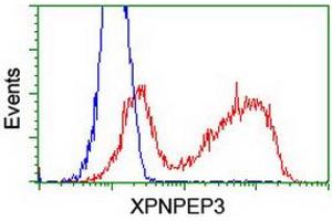 Image no. 5 for anti-X-Prolyl Aminopeptidase (Aminopeptidase P) 3, Putative (XPNPEP3) antibody (ABIN1501765)