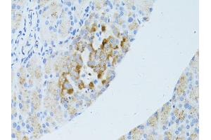 Immunohistochemistry of paraffin-embedded mouse pancreas using OCLN antibody (ABIN4904607) at dilution of 1:100 (40x lens). (Occludin antibody)