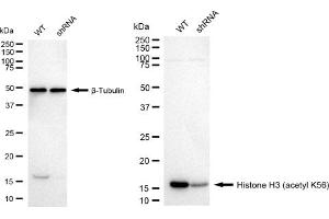 Western blotting analysis using Histone H3 (acetyl K56) antibody (ABIN7798972).