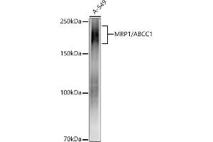 Western blot analysis of extracts of A-549 cells, using MRP1/ antibody (ABIN7265736) at 1:1000 dilution. (ABCC1 antibody)